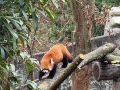 -都江堰中华大熊猫苑