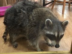 -藦茜花园宠物主题亲子互动体验馆(国顺东路店)