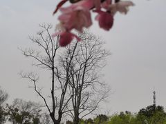 -春花秋色城市公园