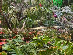 -正佳雨林生态植物园