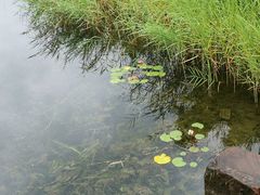 -眉山湿地公园(东坡区)