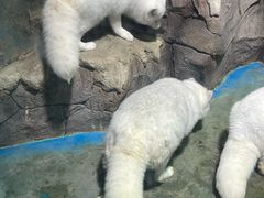 -海合安武汉极地海洋公园