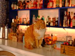 -Sirena海妖日咖夜酒