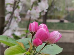 -海棠花溪(元大都城垣遗址公园)