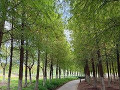 -春花秋色城市公园