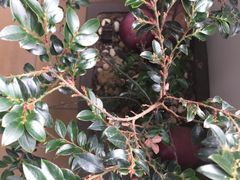 -滨海湖高尔夫球会