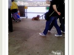 -南丫岛