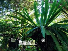 -呀诺达热带雨林