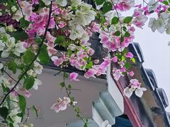 -深圳国际园林花卉博览园