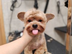 -帕帕拉兹宠物(亚洲旗舰店)