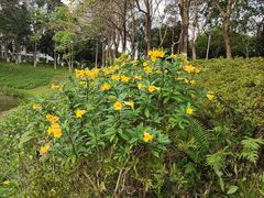 -东莞植物园