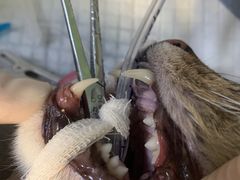 -康成宠物医院24H·CT·核磁共振