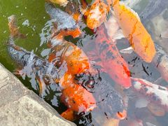 -广州花园酒店