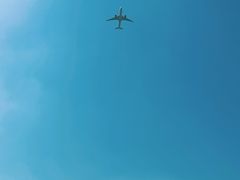 -嘉定紫藤园