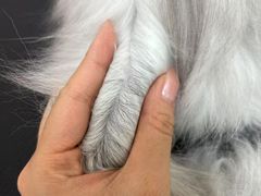 -唐小姐の私宠·宠物洗护美容·撸猫馆·购宠(周浦万达旗舰店)