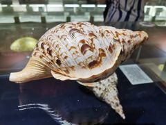 -青岛贝壳博物馆