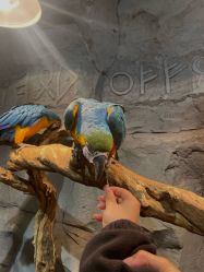 -Zoolung Zoolung动物主题公园(海信广场店)