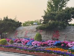 -荷兰花海