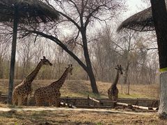 -北京野生动物园