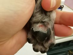 -创凡宠物医院·骨专科  猫科中心(西乡分院)