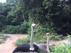 -深圳野生动物园