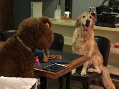 -百好乐宠物友好餐厅(朝外大街店)