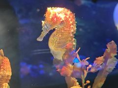 -欢乐海岸海洋奇梦馆