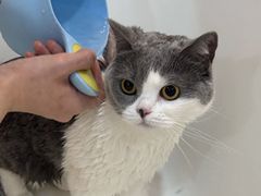 -momokira米努特·德文卷毛猫·棉花面纱犬
