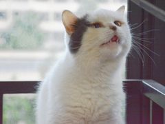 -四月宠物医院·猫专科·心脏专科·内科(转塘店)