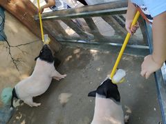 -北戴河集发农业梦想王国
