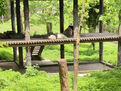 -中国大熊猫保护研究中心雅安碧峰峡基地