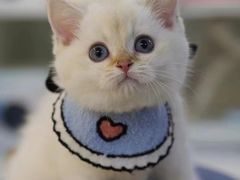 -lincat·猫舍(广州店)