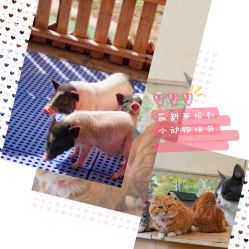 -萌宠亲子动物乐园(槐房万达店)