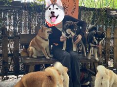 -柴犬高等学院·狗咖·柴犬售卖·宠物训练