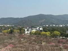 -香雪海