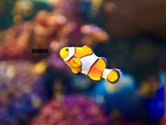 -暹罗海洋世界