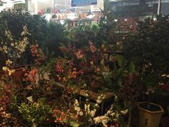 -大自然花鸟鱼虫市场