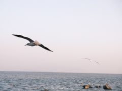 -深圳湾公园(南山区)