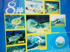 -广东惠东海龟国家级自然保护区