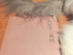 -滚猫咖啡·猫咖·猫友好撸猫(未来城店)