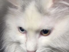-达爱动物医院·犬猫分区·CT·复杂眼科(远洋山水分院)