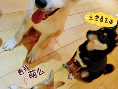 -喜柴咖啡·柴犬狗咖