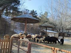 -大连森林动物园