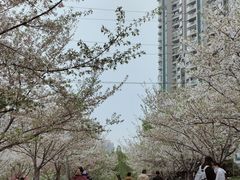 -西北湖绿化广场