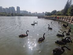 -五缘湾湿地公园