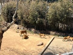 -西霞口神雕山野生动物世界