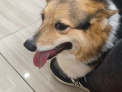 -申普宠物医院·眼科·心内科·影像科(普陀分院)