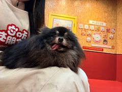 -和它·交个朋友·狗咖猫咖(爱琴海店)