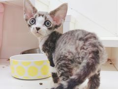 -十年猫舍·猫咪专门店(普陀店)