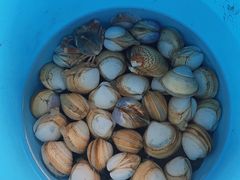 -启东黄金海滩景区